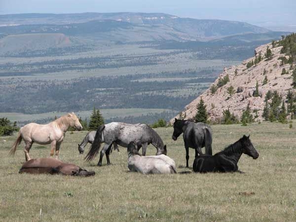 Feral_horses_-_Pryor_Mountain_Wild_Horse_Range_-_Montana